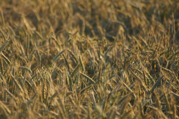 Grain on the field.