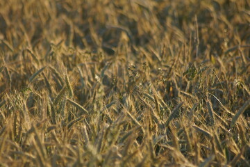 Grain on the field.