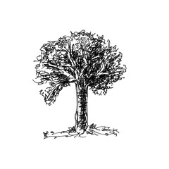 Hand drawn old tree isolated on white background.Sketch illustration.