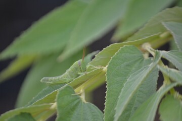 green grasshopper perched on the green leaves