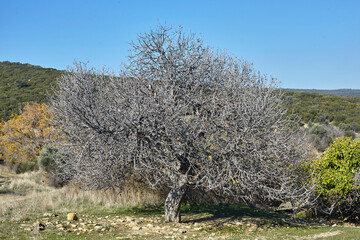 landscape of big fig tree without leaves. - 402812942