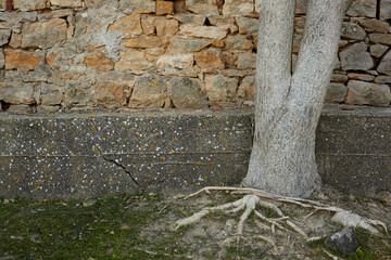 tree trunk and a wall of rocks as background. - 402813165