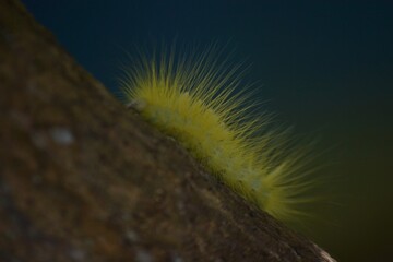 a yellow caterpillar crawled on the tree trunk