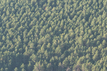 pine forest in Sierra Nevada