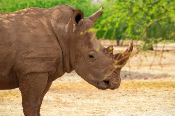 Portrait of a male bull white Rhino grazing in Etosha National park, Namibia. Wild african animals.