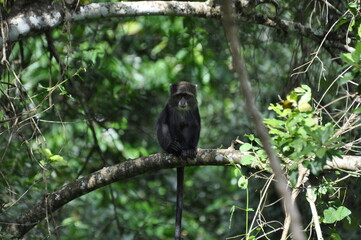 Grüne Meerkatze in Tansania 