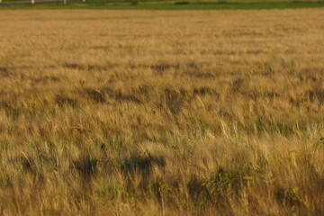 Obraz premium Grain on the field.