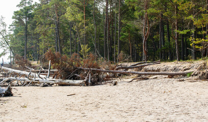 Forest, beach and fallen trees on the Baltic Sea coast in Latvia.