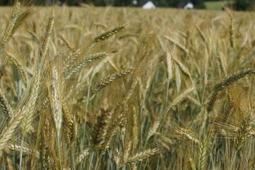 Grain on the field.