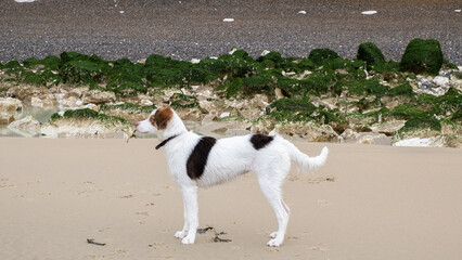 Dog on the beach