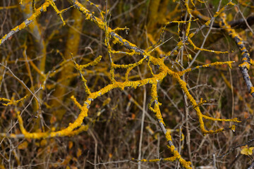 tree branches with yellow moss - 402814519