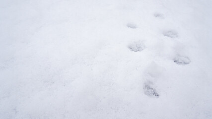 Footprint patterns are stamped on the fresh snow on a sunny winter day. Background with copy space.