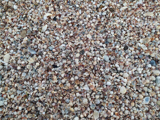 Seashells on the seashore. Marine shore texture.