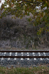 landscape with railroad and trees. - 402814732