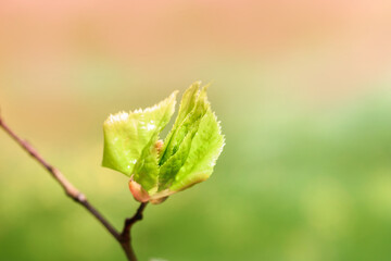 Young bud on a branch,blue sky. spring card. blurred blue bokeh background. concept of growth, dawn, awakening. Life revival concept, horizontal photo.