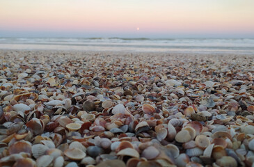 Seashells on the seashore at sunset