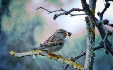 sparrow on branch