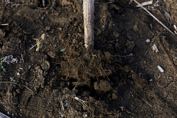 roots on a sunflower in black soil. - 402815356