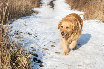 Old golden retriever dog in winter