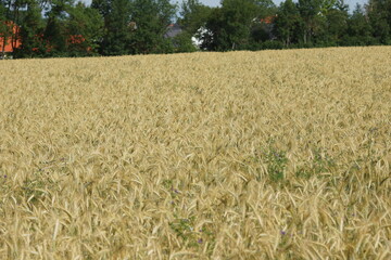 Grain on the field.