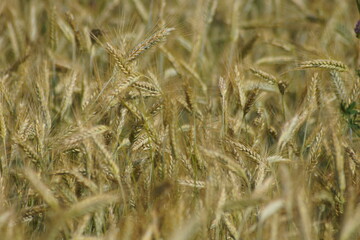 Grain on the field.