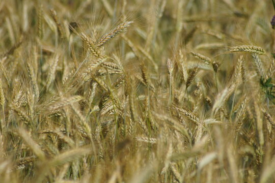 Grain on the field. © Thomas