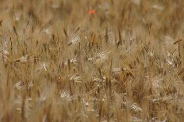 Grain on the field.