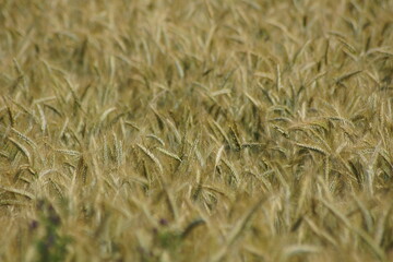 Grain on the field.