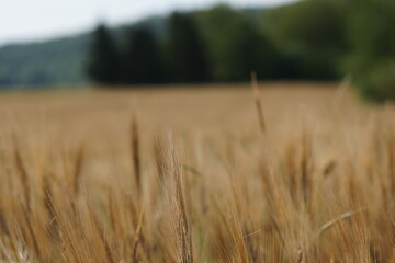 Obraz premium Grain on the field.