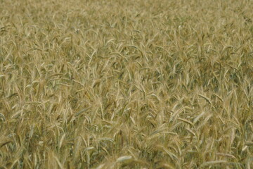 Grain on the field.