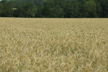Grain on the field.