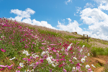 landscape of beautiful and colorful flowers field under blue sky in summer (selectice focus)