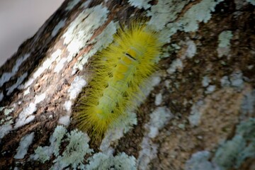 a yellow caterpillar crawled on the tree trunk
