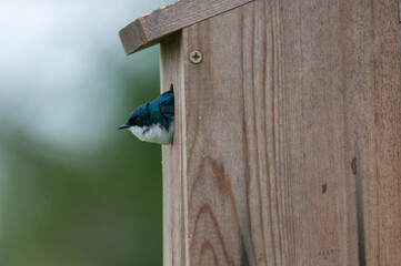 Tree Swallow in Birdhouse