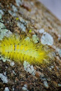 a yellow caterpillar crawled on the tree trunk