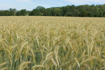 Grain on the field.