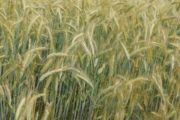 Grain on the field.