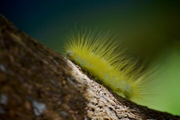 a yellow caterpillar crawled on the tree trunk