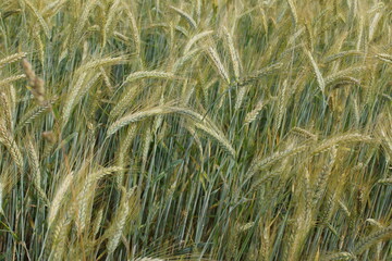 Grain on the field.