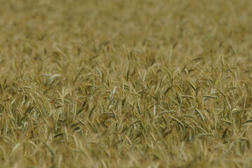 Grain on the field.