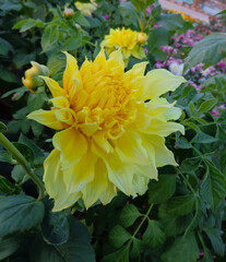 beautiful yellow dahlia in garden