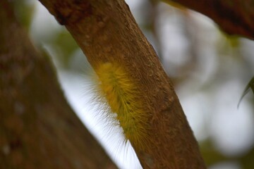 a yellow caterpillar crawled on the tree trunk