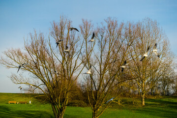Fototapeta premium Flock of seagulls flying in the park on trees and blue sky background 