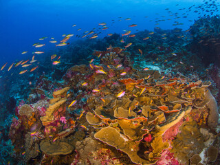 Fototapeta na wymiar Leaf plate montipora corals with schooling reef fish (Burma Banks, Mergui archipelago, Myanmar)