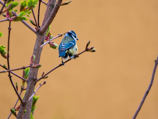 Small cute titmouse perching on the tree branch on orange background  