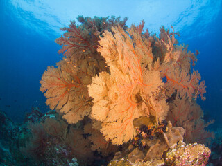 Bunch of Gorgonian seafan (Burma Banks, Mergui archipelago, Myanmar)