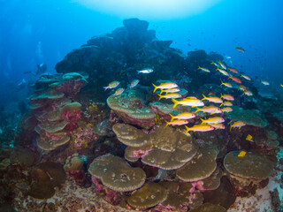 Fototapeta na wymiar Hump corals with yellowfin goatfish (Burma Banks, Mergui archipelago, Myanmar)