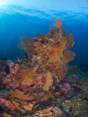 Fototapeta na wymiar Bunch of Gorgonian seafan (Burma Banks, Mergui archipelago, Myanmar)