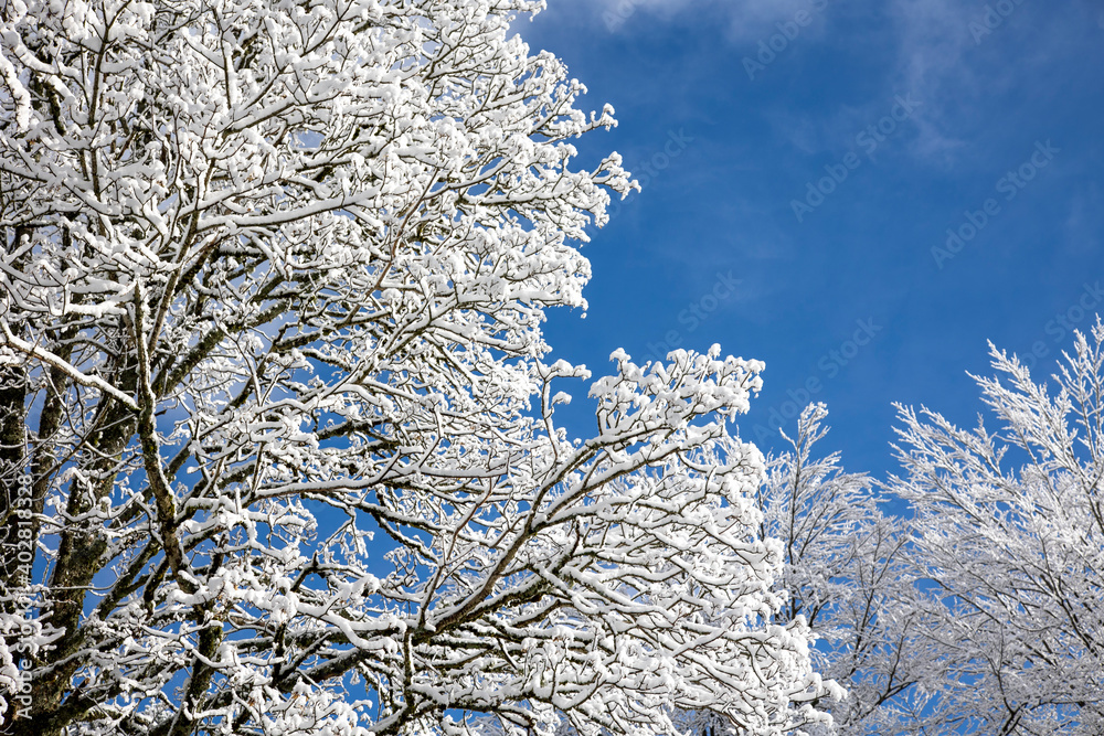 Wall mural arbres glacés et recouverts de neige en hiver