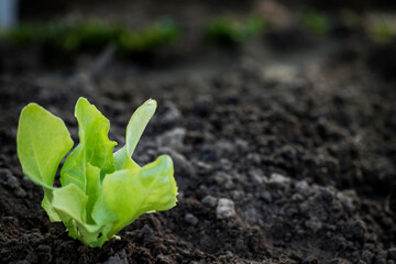 young lettuce seedlings. Gardening concept